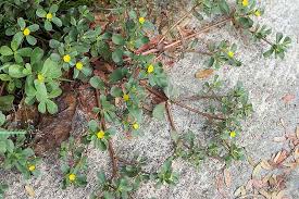 The plant has sprawling succulent stems. How To Plant And Grow Purslane Gardener S Path