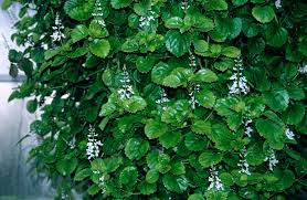 Image result for Plectranthus verticillatus