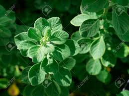 Image result for Aerva