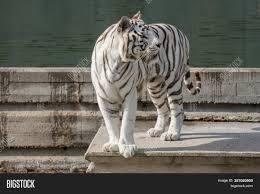 A muscular tiger shows his well build muscles. Beautiful Face Image Photo Free Trial Bigstock