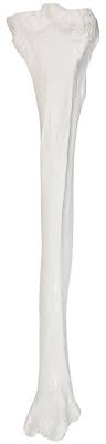 The prepubertal years are a period where children will experience rapid gains in bone mass because of modeling and remodeling. Axis Scientific Tibia Bone Model Right Cast From A Real Human Fibula Bone L Lower Leg Bone Model Has Realistic Texture And Important Bony Landmarks Includes Product Manual