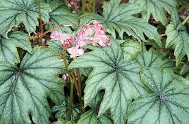Image result for Begonia