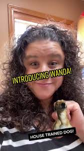 Meet Wanda: The Best House Trained Chihuahua