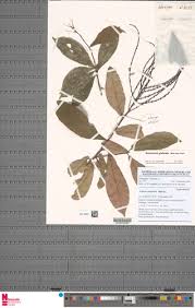 Image result for Alchornea hirtella