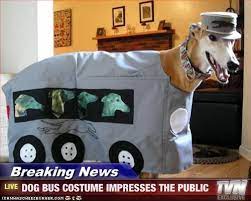 Well, for starters, pomeranians can have lots of fur! Breaking News Dog Bus Costume Impresses The Public Greyhound Bus Greyhound Greyhound Memes