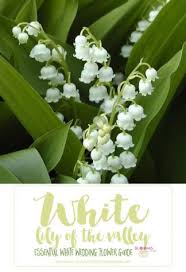Check spelling or type a new query. Essential White Wedding Flower Guide Names Types Pics Lily Of The Valley Flowers Lily Of The Valley Lily Of The Valley Bouquet