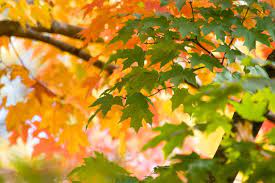 Sugar maple cultivars are available for commercial use in retail stores and nurseries across north america. Different Kinds Of Maple Trees Hgtv