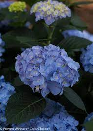 How To Plant Grow And Care For Hydrangeas Hydrangea Care Growing Hydrangeas Plants