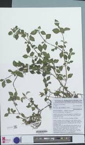 Image result for Heterotis decumbens