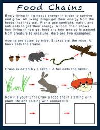 Food Chains Unit Helper Google Classroom Able Food Chain Worksheet Food Chain Food Chain Activities