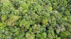 Our Mission to Protect the World's Forests | Rainforest Alliance