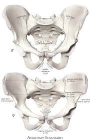 By continuing to browse this site you are agreeing to our use of cookies. Pelvis Gender Differences Of Pelvic Anatomy