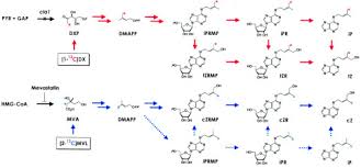 More work to be done: Distinct Isoprenoid Origins Of Cis And Trans Zeatin Biosyntheses In Arabidopsis Journal Of Biological Chemistry