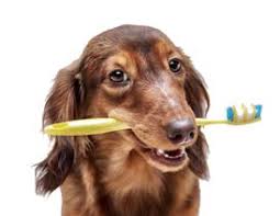 We did not find results for: Should You Brush Your Dog S Teeth Greencross Vets