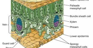 Dicot Leaf Biology Plants Plant Science Lily Plants