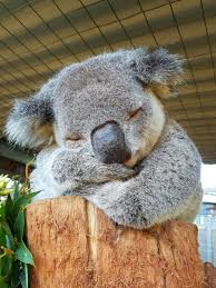 Port Macquarie Koala Hospital Cute Animals Cute Baby Animals Cute Animal Pictures