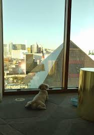 How many pet friendly apartments are available in las vegas, nv? Tips For Planning A Dog Friendly Las Vegas Vacation