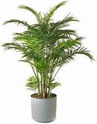 Maybe you would like to learn more about one of these? Hubdach Selber Bauen Piante Finte Ikea