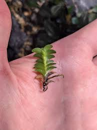 Image result for Habenaria microsaccus