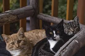 История создания всемирного дня кошек. Den Koshki 2020 Ot Egiptyan I Vikingov Do Sovremennyh Rossiyan Mk