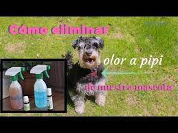 Ayudanos Difundiendo Este Material En Tus Redes Suscribiendote Muy Importante Eso Nos Ayudaria Mu Eliminar Olor A Perro Orina De Perro Repelente Para Perros