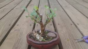 The willow bonsai tree is a very fast growing tree and this makes it a great choice if you want to when you grow the willow bonsai the growth that you see in the beginning will be upward; Curly Willow Quick Trim Bonsai Hive