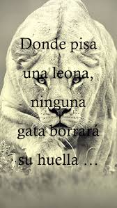 Donde Pisa Una Leona Ninguna Gata Borrara Su Huella Frases Bonitas Frases Sabias Frases Ironicas