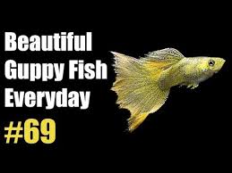 I am showing you some of beautiful cobra guppy from my farm, if you have any question please do comment bellow, i will help you as far as i know. Guppy Channel Beautiful Guppy Fish Everyday 69 Puppy Care Online
