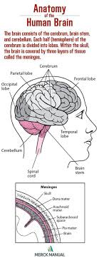 The Brain Has Three Main Parts The Cerebrum The Brain Stem And The Cerebellum Click To Learn More About Eac Brain Anatomy Brain Stem Anatomy And Physiology