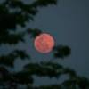 Though pink moon is the most common name for the april full moon, it also has several other names, including the full sprouting grass moon, the the second and final full moon supermoon of 2021 will be a flower moon. Https Encrypted Tbn0 Gstatic Com Images Q Tbn And9gctcxbursepsydflh9theweqr6eezpdn1d7m3kkd8fu Usqp Cau