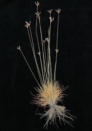 Image result for Bulbostylis trabeculata