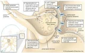 Synapse x, the world's foremost scripting utility that provides the utmost safety and performance out of all competitors. Synapse Anatomy Britannica