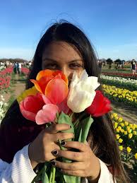 In the town of surfside, near miami, authorities brought forward. Texas Tulips A Tulip Field Near Dallas Outside Suburbia Travel