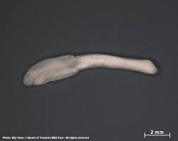 Image result for Canthium glaucum