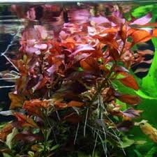 Image result for Nesaea crassicaulis