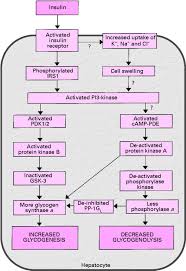 There are two forms of carbohydrate storage. Tj Glycogen Is The Storage Form Of Carbohydrate For Virtually Every Organism From Yeast To Primates Most Mam Biochemistry How To Increase Energy Physiologist