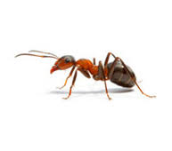 Compare south elgin employment attorneys & lawyers for hire on upcounsel and choose the best employment attorney for your business legal needs in south elgin, il. Proactive Pest Management Pest Control In Illinois