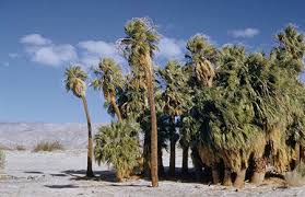 This washingtonia is a hybrid between the robusta and filifera: Washingtonia Filifera