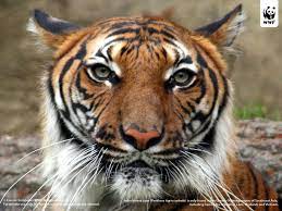 Indochinese Tiger Indochinese Tiger Panthera Tigris Corbetti Is Only Found In The Indochinese Tiger Tiger Species Indochinese