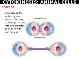 So it is called as the structural and functional unit of life. 03 Diffusion Osmosis And Cell Division