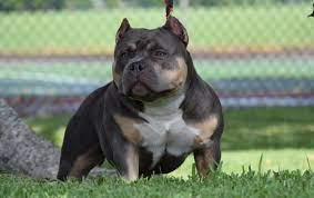 Top Pocket American Bully Breeders American Bully Bully Blue Bully Breeds