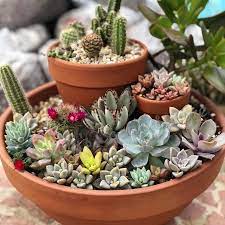 Bolivia, puerto rico and the united states. Baroly S Cactus More Cactus Online Suculentas Online Baroly S Cactus More