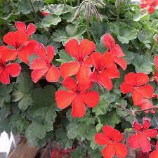 アイビーゼラニウム カリエンテファイヤー3 5号ポット ゼラニウム ゼラニューム 園芸