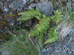 Image result for Polystichum sinense