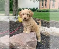 4 girls reserved 4 boys reserved 1 golden. View Ad Goldendoodle Dog For Adoption Near Ohio Westerville Usa Adn 207794
