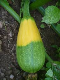 It offers many of the same benefits as other gardening activities, including exercise, fresh air, landscape beautification and enjoyment. Cross Pollination Squash Zucchini