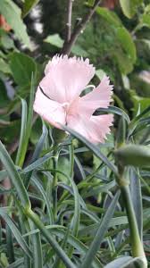 زهرة القرنفل من برندة بيتنا 2019 اللاذقية Pink Carnation Flower Lilac Bouquet Carnation Flower Flower Lover