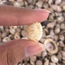 Maybe you would like to learn more about one of these? Buy Tiny Miniature Fairy Garden Beach Critter Seashells Marine Life Collection For Art Craft Project Outdoor Indoor Home Decoration Party Favor Invitation 4 5oz Bag 500 Shell Online In Indonesia B018umyj8i