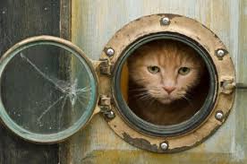 10 Truly Amazing Cat Doors And Entryways Cat Door Outdoor Cats Pet Door