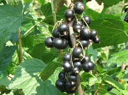 A delicious recipe for black fruit tree, with blue curacao liqueur, grenadine syrup, amaretto almond liqueur, triple sec and blackberry brandy. Blackcurrant Wikipedia